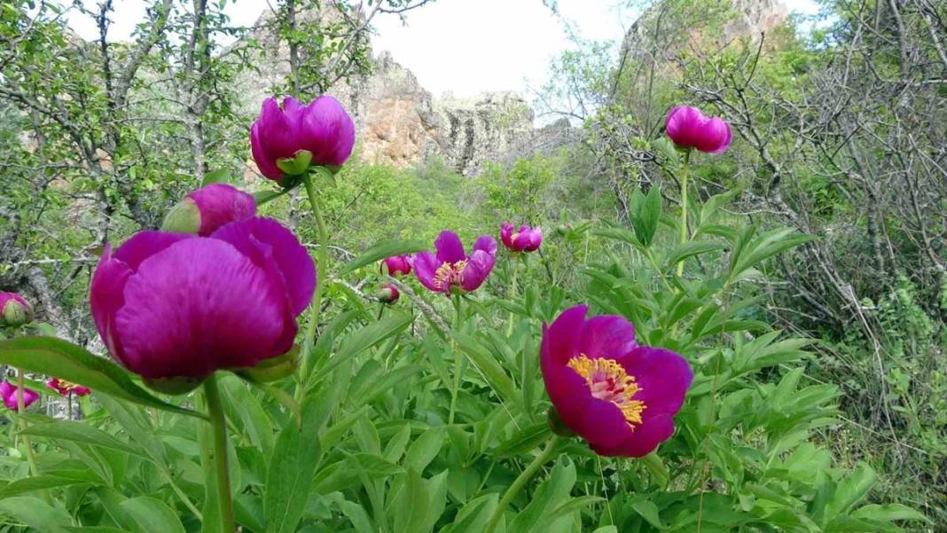 Şifa deposu fakat sadece 15 gün ömrü var! Ağrı kesici ve antioksidan etkiye sahip 9